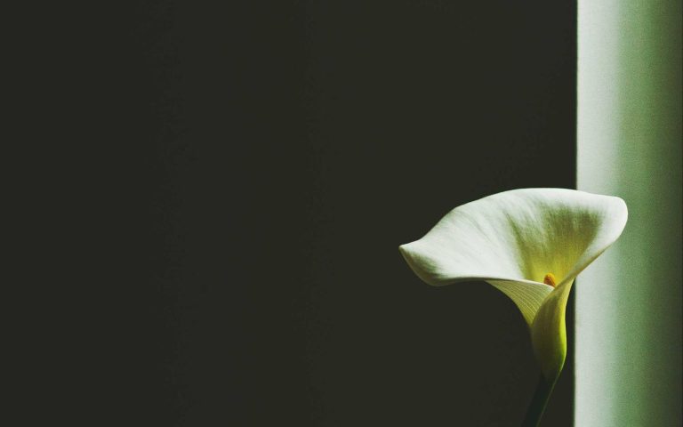 A single white lily lit by a shaft of soft light, placeholder hero image