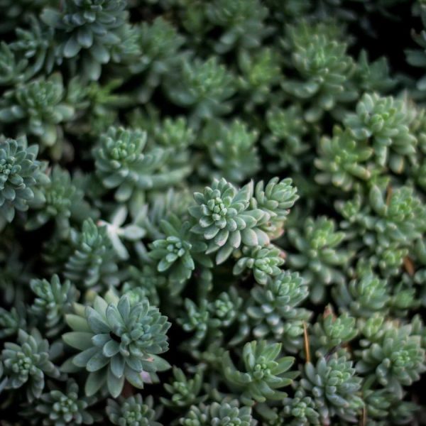 Close-up of layered succulent leaves, symbolic of quiet inner focus