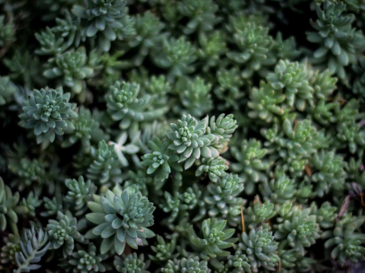 Close-up of layered succulent leaves, symbolic of quiet inner focus