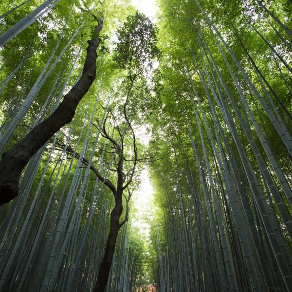 Tall bamboo grove with ordered vertical lines, symbolic of balance and alignment