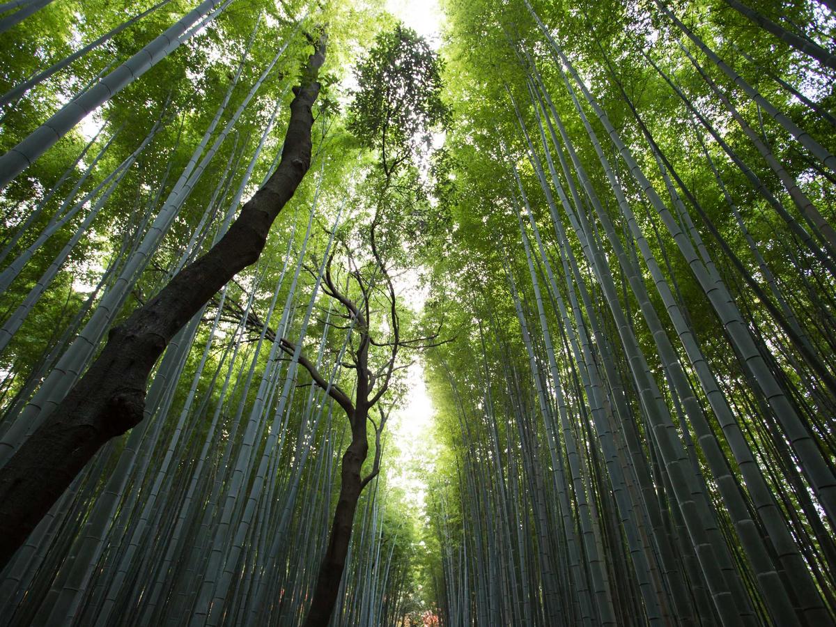 Tall bamboo grove with ordered vertical lines, symbolic of balance and alignment