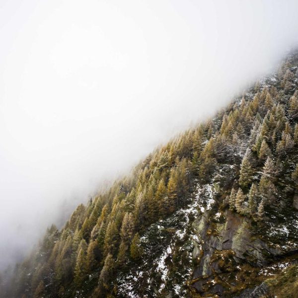 A calm, misty forested mountainside