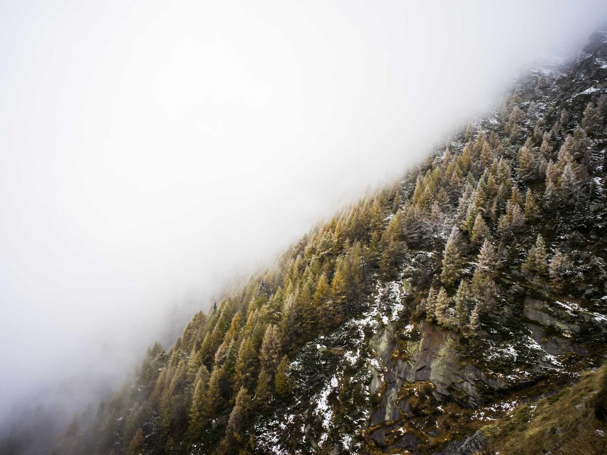 A calm, misty forested mountainside